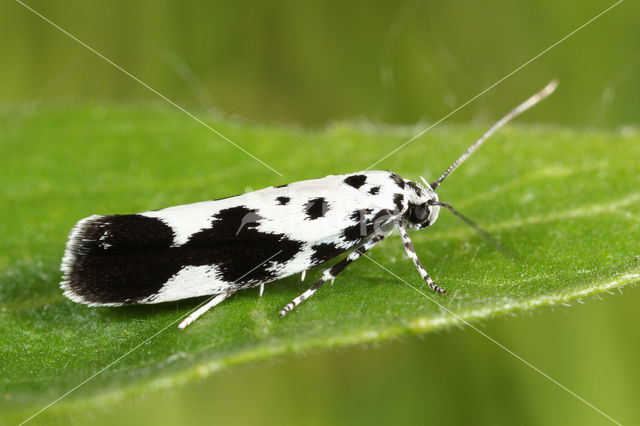 Kleine Zwartwitmot (Ethmia quadrillella)