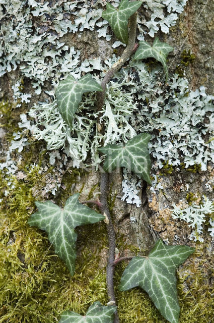 Common ivy (Hedera helix)