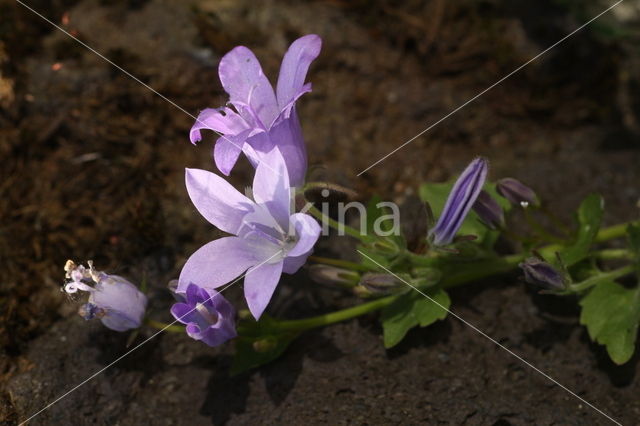 Adriatic bellflower (Campanula garganica)