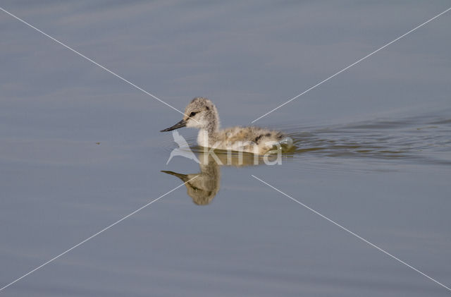 Pied Avocet (Recurvirostra avosetta)