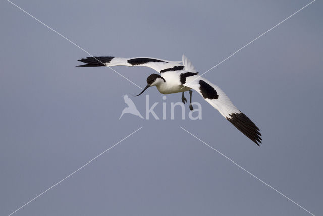 Pied Avocet (Recurvirostra avosetta)