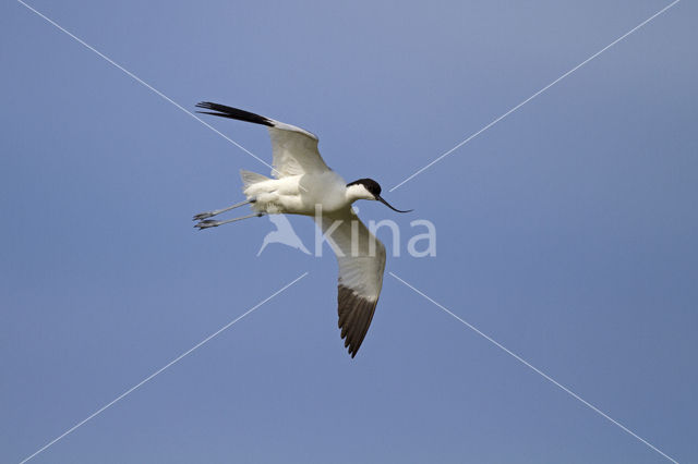 Pied Avocet (Recurvirostra avosetta)