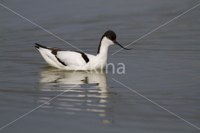 Pied Avocet (Recurvirostra avosetta)