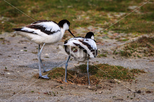 Pied Avocet (Recurvirostra avosetta)