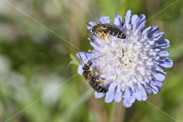 mining bee (Andrena hattorfiana)