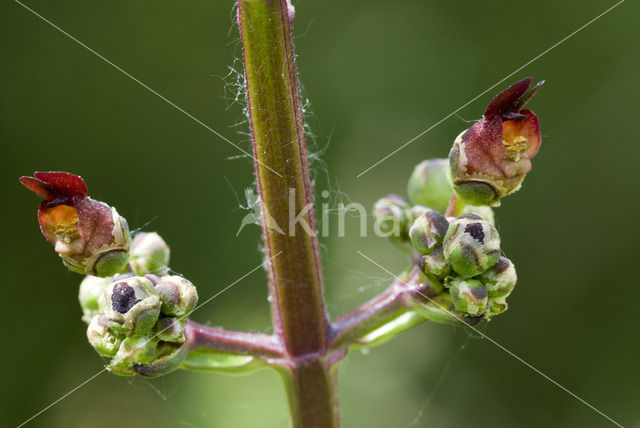 Knopig helmkruid (Scrophularia nodosa)