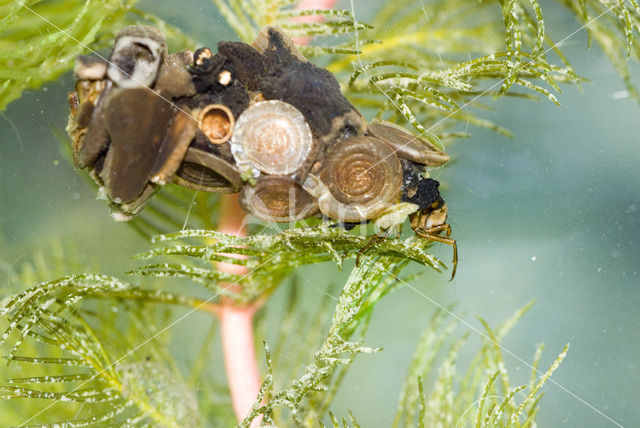 Caddisfly