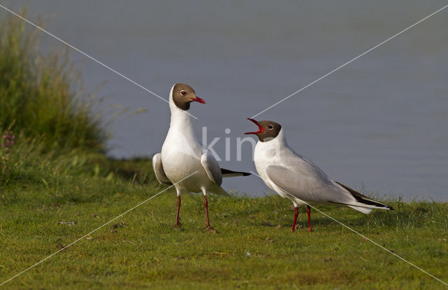 Black-headed Gull (Larus ridibundus)