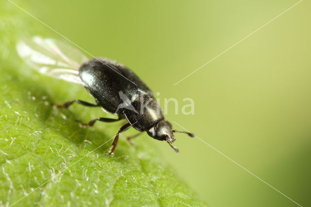 Rape beetle (Meligethes aeneus)