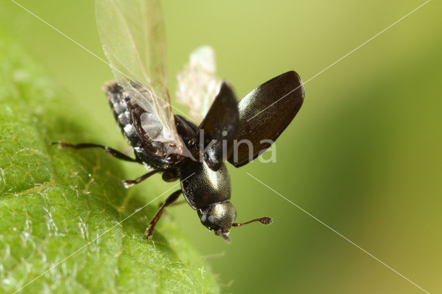 Rape beetle (Meligethes aeneus)