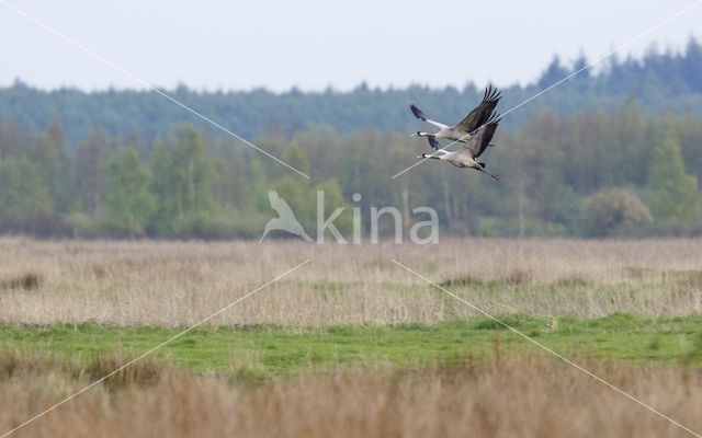 Common Crane (Grus grus)