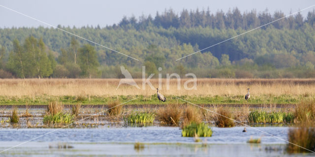 Common Crane (Grus grus)