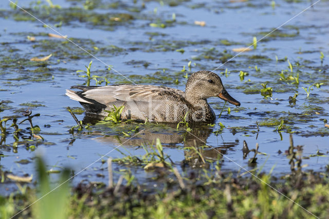 Gadwall (Anas strepera)