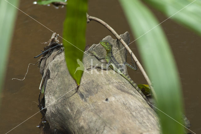 green basilisk (Basiliscus plumifrons)