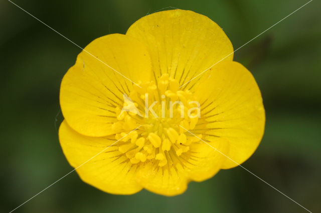 Kruipende boterbloem (Ranunculus repens)