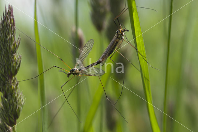 Langpootmug (Tipula sp.)