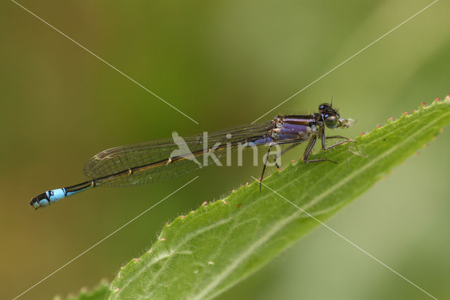 Lantaarntje (Ischnura elegans)