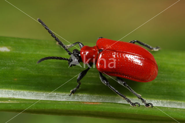 Leliehaantje (Lilioceris lilii)