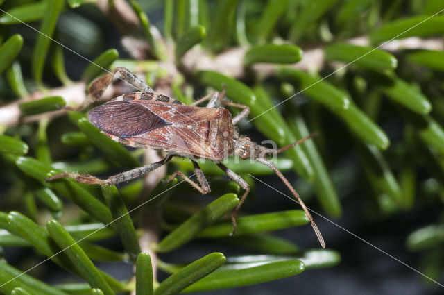 western conifer-seed bug (Leptoglossus occidentalis)