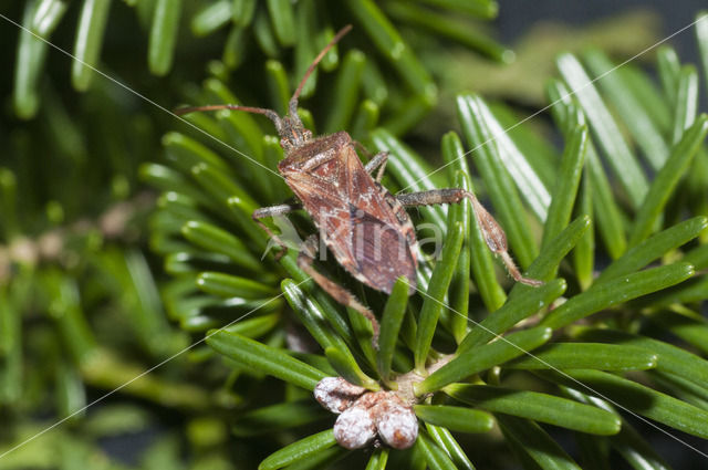 western conifer-seed bug (Leptoglossus occidentalis)