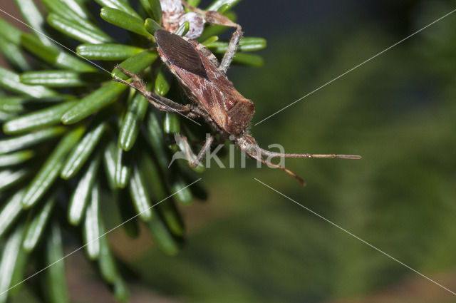 western conifer-seed bug (Leptoglossus occidentalis)