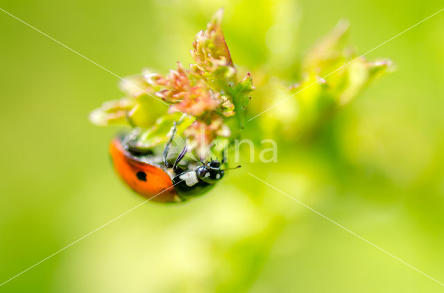 ladybird