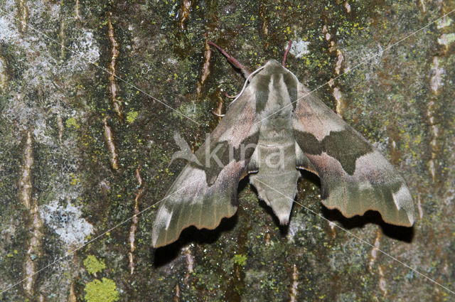 Lime Hawk-moth (Mimas tiliae)
