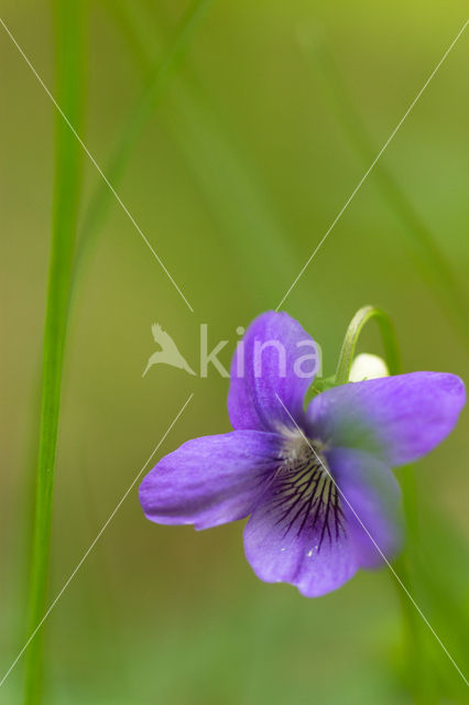 Sweet Violet (Viola odorata)