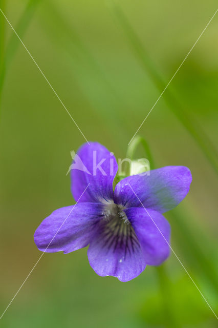 Maarts viooltje (Viola odorata)