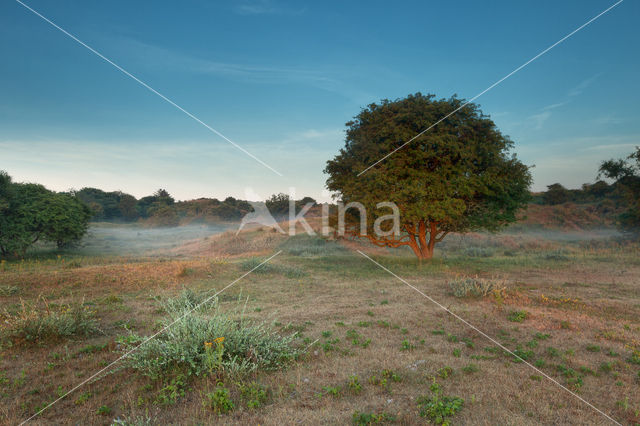 Hawthorn (Crataegus)