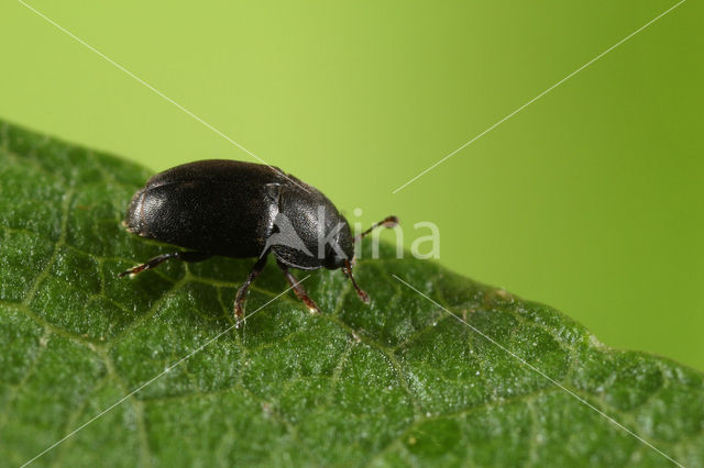 Meligethes carinulatus