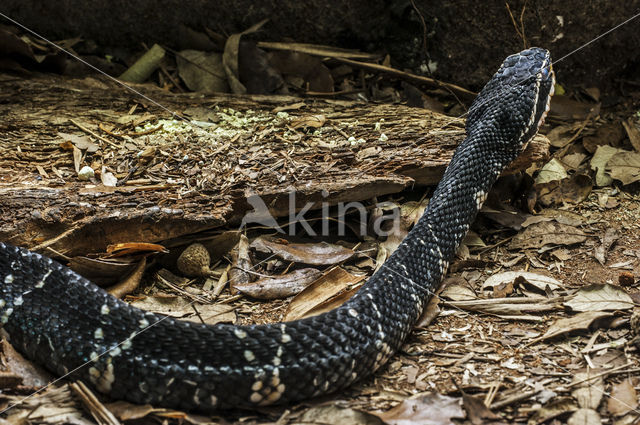 Mexicaanse mocassinslang (Agkistrodon bilineatus)