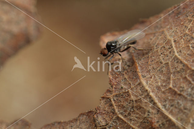 Microsania pectipennis