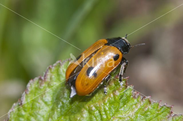 leaf beetle (Clytra quadripunctata)
