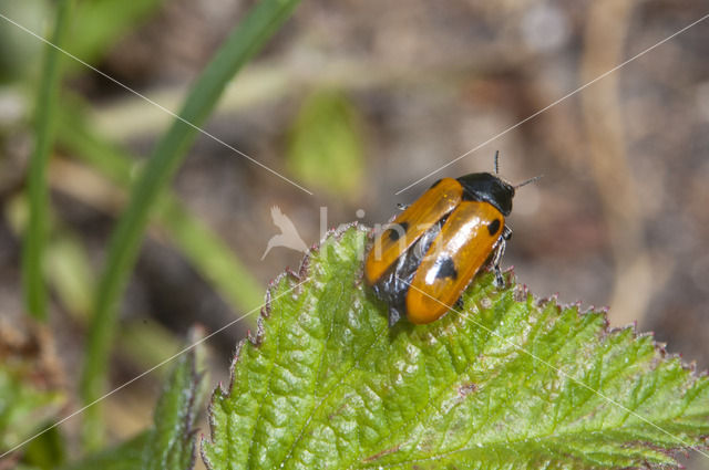 leaf beetle (Clytra quadripunctata)