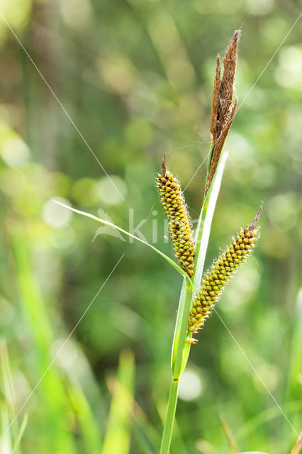 Lesser Pond-sedge (Carex acutiformis)