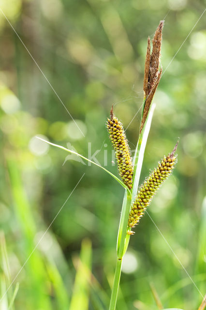 Moeraszegge (Carex acutiformis)