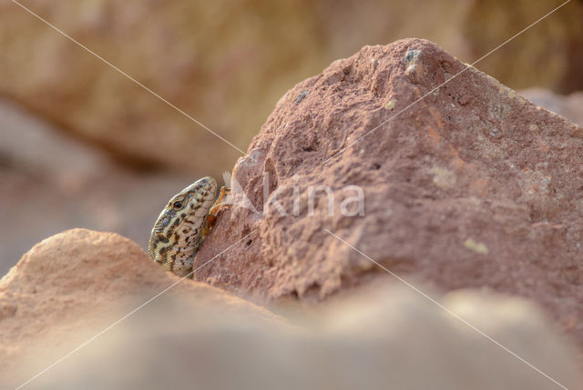 Wall Lizard (Podarcis muralis)