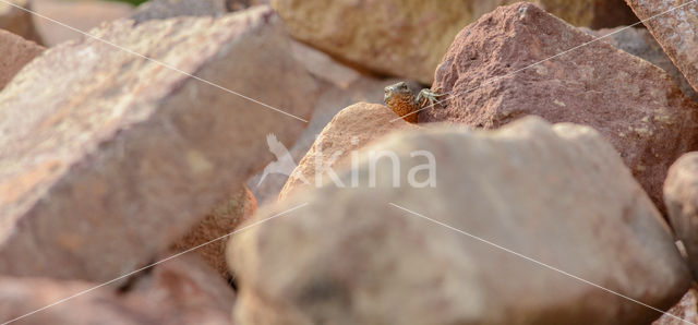 Wall Lizard (Podarcis muralis)