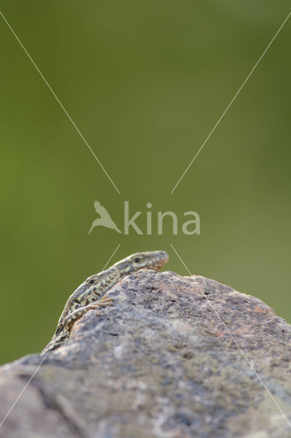 Wall Lizard (Podarcis muralis)