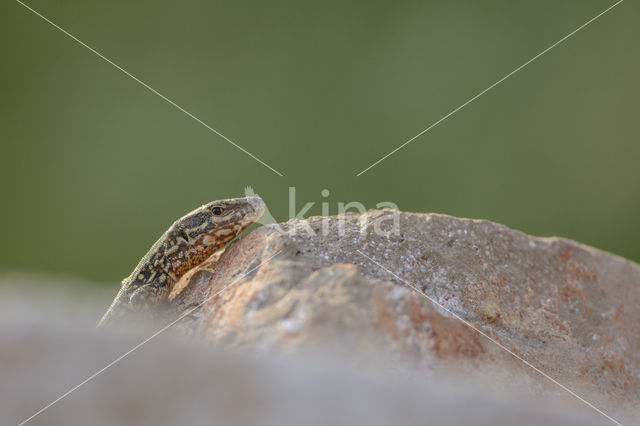 Wall Lizard (Podarcis muralis)