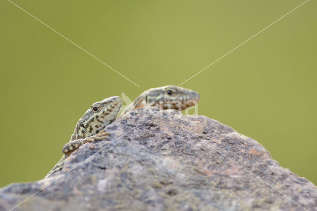 Wall Lizard (Podarcis muralis)