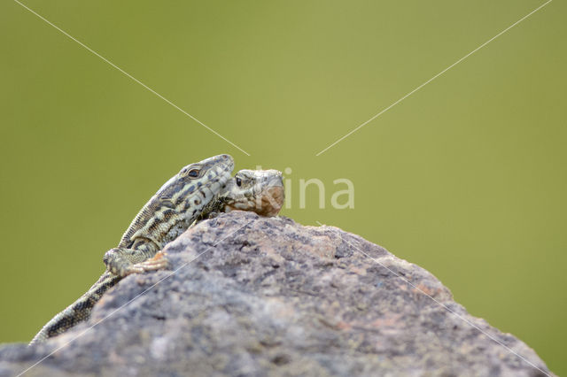 Wall Lizard (Podarcis muralis)