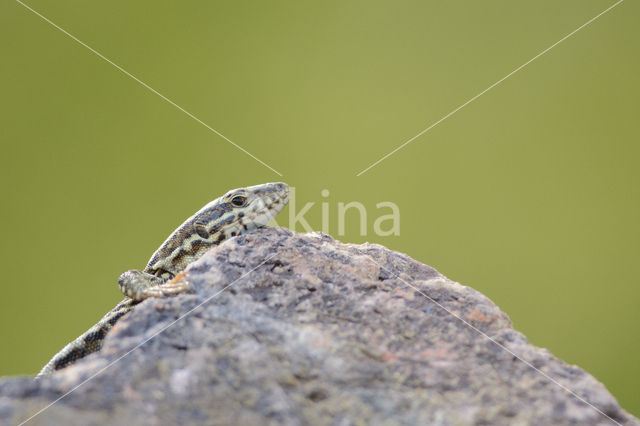 Wall Lizard (Podarcis muralis)