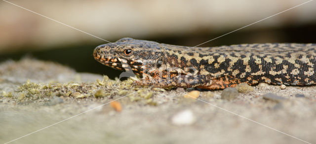 Wall Lizard (Podarcis muralis)