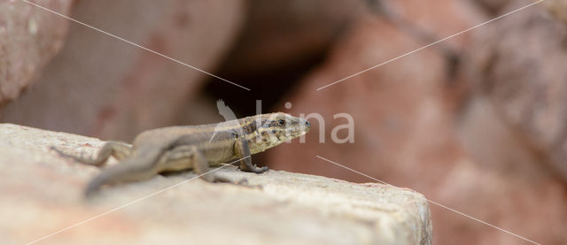 Wall Lizard (Podarcis muralis)