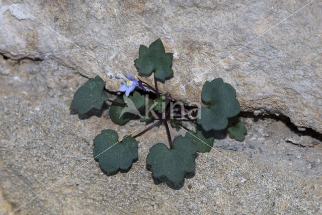 Ivy-leaved Toadflax (Cymbalaria muralis)