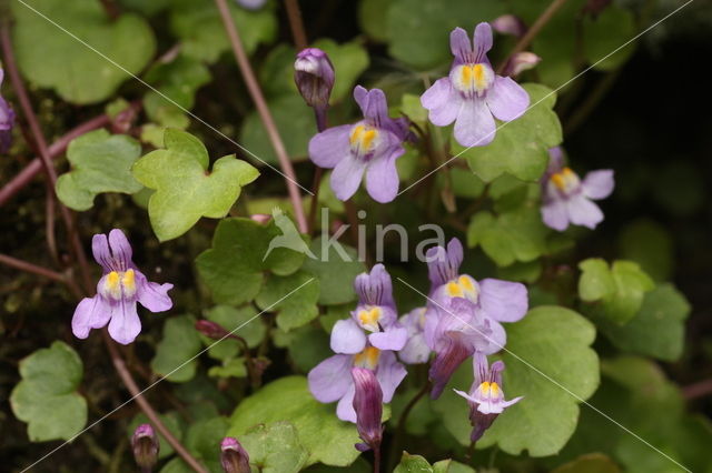 Muurleeuwenbek (Cymbalaria muralis)