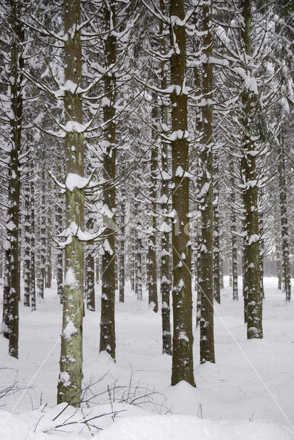 coniferous forest