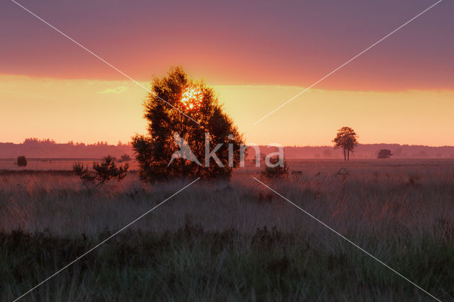 Nationaal Park Dwingelderveld